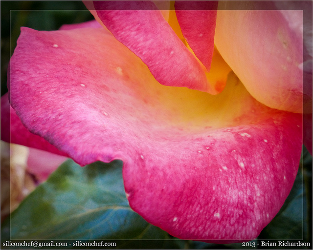 Portland Rose Garden #photography #photothrowback